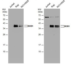 Invitrogen BOB-1 Polyclonal Antibody 100 &mu;L; Unconjugated:Antibodies,