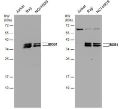 Invitrogen BOB-1 Polyclonal Antibody 100 &mu;L; Unconjugated:Antibodies,