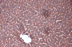 Invitrogen PP2A alpha/beta Polyclonal Antibody 100 &mu;L; Unconjugated:Antibodies,