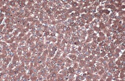 Invitrogen PP2A alpha/beta Polyclonal Antibody 100 &mu;L; Unconjugated:Antibodies,