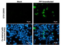 Invitrogen PPY Polyclonal Antibody 100 &mu;L; Unconjugated:Antibodies,