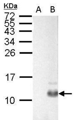 Invitrogen PPY Polyclonal Antibody 100 &mu;L; Unconjugated:Antibodies,
