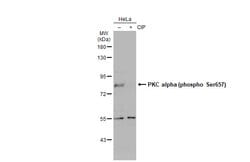 Invitrogen Phospho-PKC alpha (Ser657) Polyclonal Antibody 100 &mu;L; Unconjugated:Antibodies,