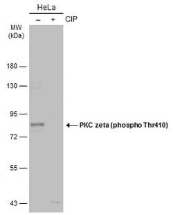 Invitrogen Phospho-PKC zeta (Thr410) Polyclonal Antibody 100 &mu;L; Unconjugated:Antibodies,