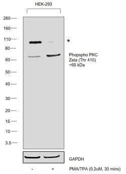 Invitrogen Phospho-PKC zeta (Thr410) Polyclonal Antibody 100 &mu;L; Unconjugated:Antibodies,