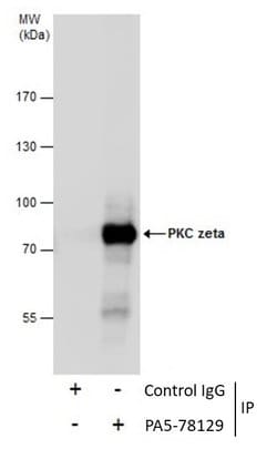 Invitrogen PKC zeta Polyclonal Antibody 100 &mu;L | Buy Online | Invitrogen&trade; | Fisher Scientific