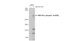 Invitrogen Phospho-DNA-PK (Ser2056) Polyclonal Antibody 100 &mu;L; Unconjugated:Antibodies,