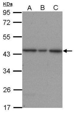 Invitrogen ERK2 Polyclonal Antibody 100 &mu;L; Unconjugated:Antibodies,