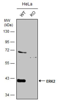 Invitrogen ERK2 Polyclonal Antibody 100 &mu;L; Unconjugated:Antibodies,