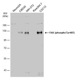 Invitrogen Phospho-FAK (Tyr407) Polyclonal Antibody 100 &mu;L; Unconjugated:Antibodies,