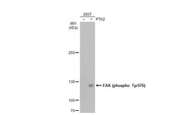 Invitrogen Phospho-FAK (Tyr576) Polyclonal Antibody 100 &mu;L | Buy Online | Invitrogen&trade; | Fisher Scientific