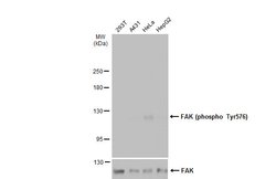 Invitrogen Phospho-FAK (Tyr576) Polyclonal Antibody 100 &mu;L | Buy Online | Invitrogen&trade; | Fisher Scientific