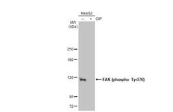 Invitrogen Phospho-FAK (Tyr576) Polyclonal Antibody 100 &mu;L | Buy Online | Invitrogen&trade; | Fisher Scientific