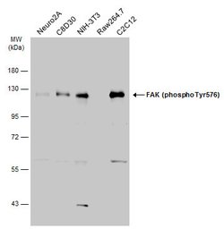 Invitrogen Phospho-FAK (Tyr576) Polyclonal Antibody 100 &mu;L | Buy Online | Invitrogen&trade; | Fisher Scientific
