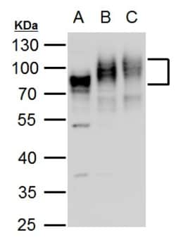 Invitrogen CD155 Polyclonal Antibody 100 &mu;L; Unconjugated:Antibodies,