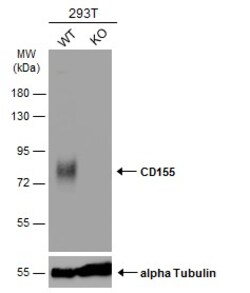 Invitrogen CD155 Polyclonal Antibody 100 &mu;L; Unconjugated:Antibodies,