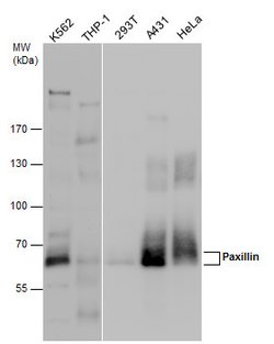 Invitrogen Paxillin Polyclonal Antibody 100 &mu;L; Unconjugated:Antibodies,