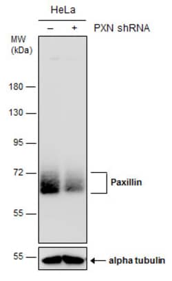 Invitrogen Paxillin Polyclonal Antibody 100 &mu;L; Unconjugated:Antibodies,