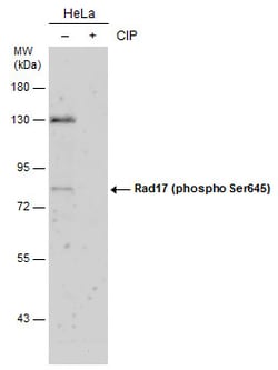 Invitrogen Phospho-RAD17 (Ser645) Polyclonal Antibody 100 &mu;L; Unconjugated:Antibodies,
