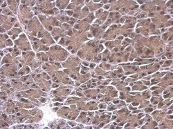 Invitrogen p130 Polyclonal Antibody 100 &mu;L; Unconjugated:Antibodies,
