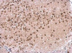 Invitrogen p130 Polyclonal Antibody 100 &mu;L; Unconjugated:Antibodies,
