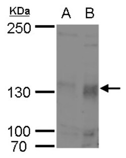 Invitrogen p130 Polyclonal Antibody 100 &mu;L; Unconjugated:Antibodies,