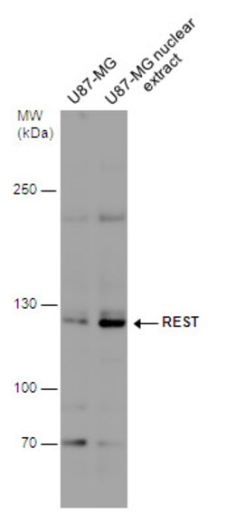 Invitrogen REST Polyclonal Antibody 100 &mu;L; Unconjugated:Antibodies,