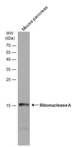 Invitrogen RNase1 Polyclonal Antibody 100 &mu;L; Unconjugated:Antibodies,