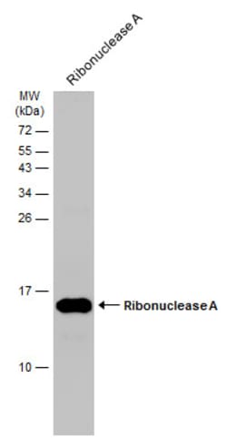 Invitrogen RNase1 Polyclonal Antibody 100 &mu;L; Unconjugated:Antibodies,