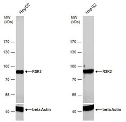 Invitrogen RSK2 Polyclonal Antibody 100 &mu;L | Buy Online | Invitrogen&trade; | Fisher Scientific