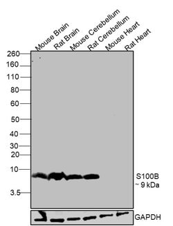 Invitrogen S100B Polyclonal Antibody 100 &mu;L; Unconjugated:Antibodies,