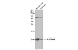 Invitrogen S100B Polyclonal Antibody 100 &mu;L; Unconjugated:Antibodies,