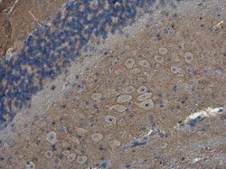 Invitrogen SH3GL1 Polyclonal Antibody 100 &mu;L; Unconjugated:Antibodies,