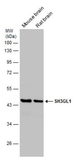 Invitrogen SH3GL1 Polyclonal Antibody 100 &mu;L; Unconjugated:Antibodies,