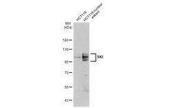 Invitrogen SKI Polyclonal Antibody 100 &mu;L; Unconjugated:Antibodies,