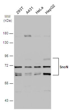 Invitrogen SnoN Polyclonal Antibody 100 &mu;L | Buy Online | Invitrogen&trade; | Fisher Scientific