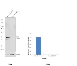 Invitrogen SKP2 Polyclonal Antibody 100 &mu;L; Unconjugated:Antibodies,