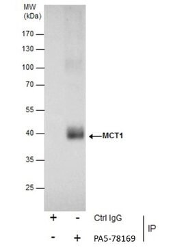 MCT1 Polyclonal Antibody:Antibodies, Polyclonal