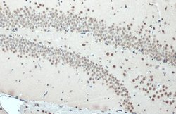 Invitrogen SNRPE Polyclonal Antibody 100 &mu;L; Unconjugated:Antibodies,