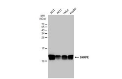 Invitrogen SNRPE Polyclonal Antibody 100 &mu;L; Unconjugated:Antibodies,