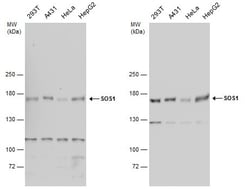 Invitrogen SOS1 Polyclonal Antibody 100 &mu;L; Unconjugated:Antibodies,
