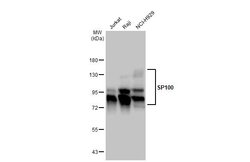 Invitrogen SP100 Polyclonal Antibody 100 &mu;L; Unconjugated:Antibodies,