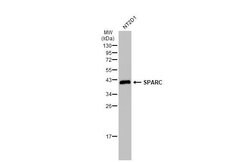 Invitrogen SPARC Polyclonal Antibody 100 &mu;L | Buy Online | Invitrogen&trade; | Fisher Scientific