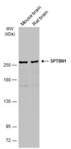 Invitrogen SPTBN1 Polyclonal Antibody 100 &mu;L; Unconjugated:Antibodies,