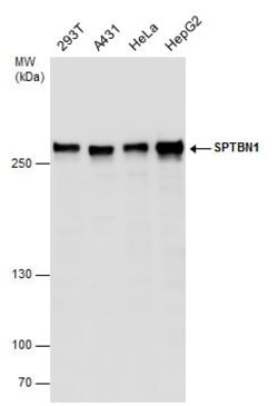 Invitrogen SPTBN1 Polyclonal Antibody 100 &mu;L; Unconjugated:Antibodies,