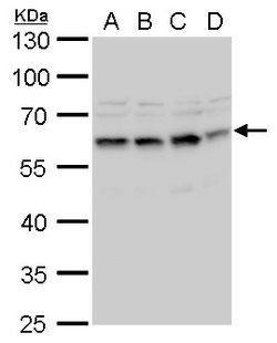 Invitrogen STCH Polyclonal Antibody 100 &mu;L; Unconjugated:Antibodies,