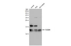 Invitrogen TCEB1 Polyclonal Antibody 100 &mu;L; Unconjugated:Antibodies,
