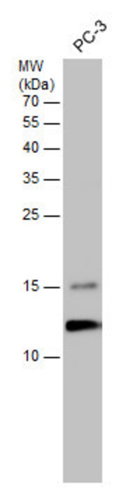 Invitrogen TCEB1 Polyclonal Antibody 100 &mu;L; Unconjugated:Antibodies,