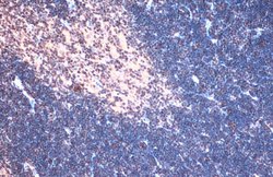 Invitrogen TCF7 Polyclonal Antibody 100 &mu;L; Unconjugated:Antibodies,