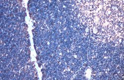 Invitrogen TCF7 Polyclonal Antibody 100 &mu;L; Unconjugated:Antibodies,